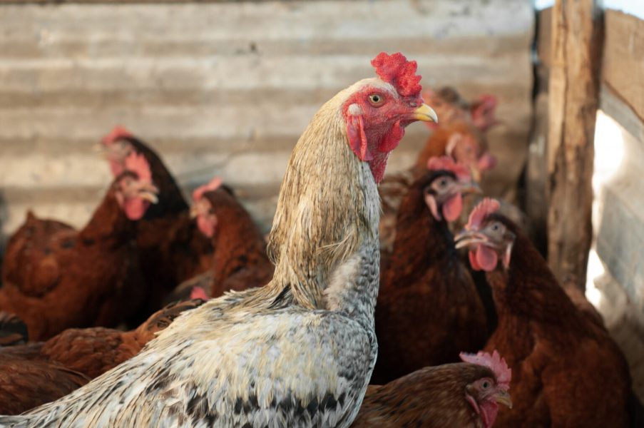 Aves-Credito-Enio-Tavares-1536x1020-1