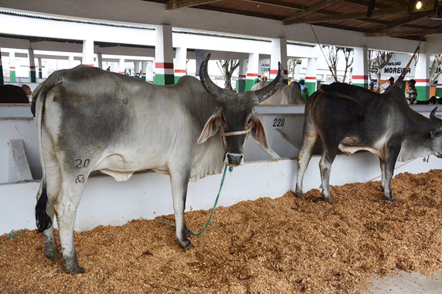 Expofeira-foto-Jorge-Magalhaes-1-3