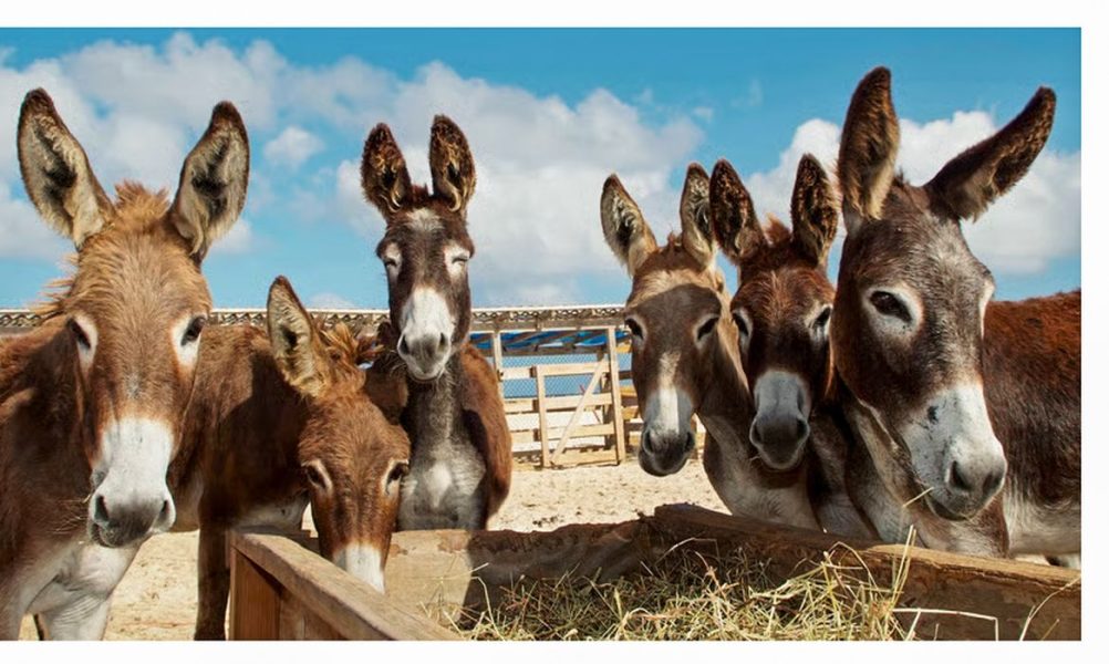 china_ameaca_saude_e_existencia_de_jumentos