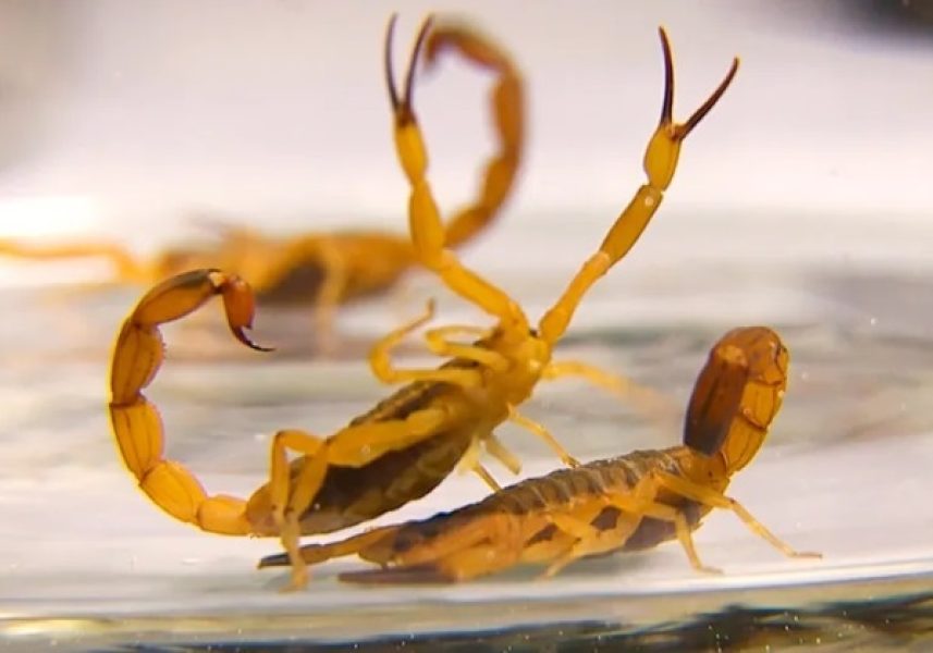 escorpiao-amarelo-foto-butantan