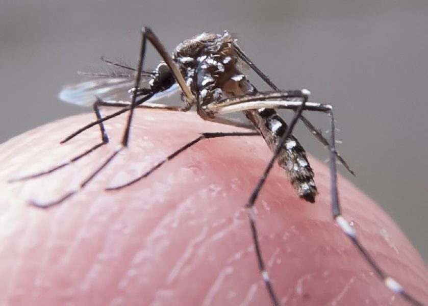 rn_dengue_fp00761-e1454002628284